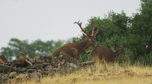 النسور السوداء