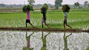 ما مدى تأثير وقف الهند صادرات الأرز على الأمن الغذائي العالمي؟