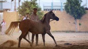 تغير المناخ يهدد إرث الخيول العربية في مصر