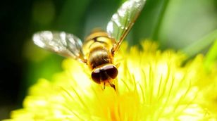 تحديات تغير المناخ تهدد صناعة عسل النحل في مصر