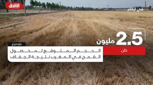 انخفاض إنتاج المغرب من القمح والشعير لأدنى مستوى له بسبب الجفاف
