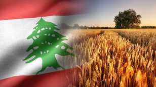 قمح الجنوب اللبناني مهدد بالقصف الإسرائيلي.. والحصاد المبكر يقلص الأضرار