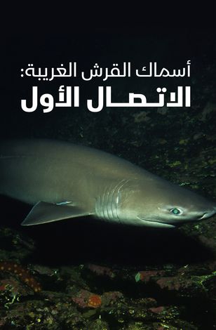 أسماك القرش الغريبة: الاتصال الأول